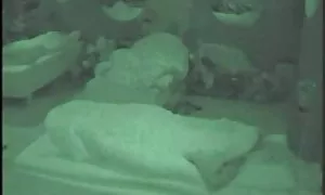 Questi due vecchi amici guardano sempre il Natale! video gratis mature pelose
