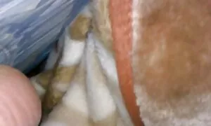 Dovresti vedere che le piace leccare i capelli con le mature pelose sborrate dentro uova